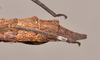 CollectionObject 1598209; 19e81fcd-7523-4307-b43f-47166ebbe43d, QM T258500: copyright QM. female: end of abdomen, lateral view (holotype). (CollectionObject).