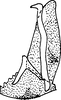 Subgenital plate, ventral view on Shaddai typicus Distant, 1918: Subgenital plate (Central Nepal). (Observation).