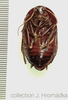 Cosmozosteria gloriosa Shelford, 1909: (Otu).