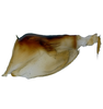 Pygofer, lateral view on Andanus raunoi (Zanol, 1993): (Observation).