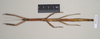 CollectionObject 1559430; 0ff15772-69cf-4ade-93a0-39d16826f620: copyright Natural History Museum, London. female of synonym Lonchodes hosei herberti (paratype). (CollectionObject).;CollectionObject 1559431; 46b1f043-e927-45f1-9ae1-a4e9b7601344: copyright Natural History Museum, London. female of synonym Lonchodes hosei herberti (paratype). (CollectionObject).