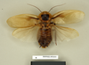 Blaberus discoidalis Serville, 1838: Copyright Natural History Museum, London. Paralectotype (adult male) of Blabera subspurcata Walker, 1868 in BM(NH). Dorsal view. (Otu).