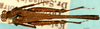 CollectionObject 1505181; 2db2e100-b779-406e-91d7-0a746edffa28: male, dorsal view. (CollectionObject).