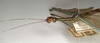 CollectionObject 1560581; NMW 1112, bade14e0-7e39-40d0-8b06-ce0b5c2f3980: copyright NMW, Vienna. female: head and thorax, lateral view (holotype). (CollectionObject).