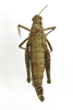 CollectionObject 1528463; f83f6001-d2ad-4ce2-986f-ccb04015aa08: female, dorsal view (holotype). (CollectionObject).