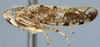 Habitus, lateral view on Allotapes Emeljanov, 1964: Allotapes nigrifacies, laterally (INHS). (Observation).