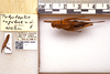 CollectionObject 1499552; 1d0d63ce-255d-4294-ae4d-6189b32e3396: Female, dorsal view, labels, scale (allotype). (CollectionObject).