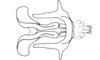 Chlorus bolivianus Bruner, 1913: Fig. 5V. endophallic plate, cingulum and aedeagal valves with sheath, dorsal view. (Otu).