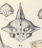 Head: !! display not done !! on Heliria cristata (Fairmaire, 1846): (Observation).