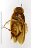CollectionObject 1553245; MNHN(SF IMPORT DUPLICATE) MNHN-EP-EP827, 3ea15977-e86c-431f-8cf0-2425ea85e123: CC BY-NC-ND 4.0/MNHN - Depraetere Marion - 2014. Holotype, male, of meliponarum Hebard, 1921. Specimen number: MNHN-EP-EP827. http://coldb.mnhn.fr/catalognumber/mnhn/ep/ep827. (CollectionObject).