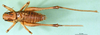 CollectionObject 1500545; 6389b533-5e55-4b41-aa08-9268f67ea488: male, dorsal view (holotype). (CollectionObject).