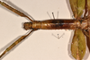 CollectionObject 1558775; 1223b893-7818-4212-b7d4-d77b2eff36da: copyright OUMNH. female: head & thorax, dorsal view of Cyphocrania (Eurycnema) versirubra (holotype). (CollectionObject).