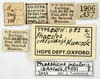 CollectionObject 1521854; OUM Type Orth 683, 605826c0-e1f7-4551-8cd6-a68805725928: labels (syntype of Phaestus insularis). (CollectionObject).