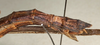 CollectionObject 1560384; NMW 1141''', bf4f2198-593b-45aa-b24c-b67ac349cfa4: copyright NMW, Vienna. female: end of abdomen, lateral view (syntype). (CollectionObject).
