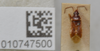 CollectionObject 1594940; 425905ea-aa75-4d56-84f5-84bcbf631b09: Bubaces castaneus. Holotype- dorsal habitus. (BMNH) - (CC BY-NC 4.0) Photo by Stuart Cole, reproduced with permission from the Natural History Museum, London, UK. (CollectionObject).