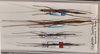 CollectionObject 1562737; 932440d7-0230-4ede-bc39-bfad00f3fbd9: copyright QM, Brisbane. male and female (paratypes) [also male (holotype)]. (CollectionObject).