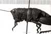 CollectionObject 1530137; aadd7f97-5494-47e3-9da8-db7978c88f49: Image Carbonell, C.S. female head and pronotum, lateral view (holotype). (CollectionObject).