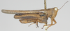 CollectionObject 1580735; cc2a2801-60da-4cb1-b746-7e5558c29b4c: male, lateral view (syntype). (CollectionObject).