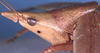 CollectionObject 1516838; 5316656a-e5d3-4b3d-8b5f-8be273231ef4: female head and pronotum, lateral view (holotype). (CollectionObject).