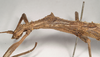 CollectionObject 1559197; 958d0635-9492-4c7e-8b6b-b20736f020c2: copyright Natural History Museum, London. female: head and thorax, lateral view (syntype). (CollectionObject).