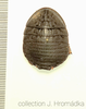 Euzosteria subverrucosa (White, 1841): (Otu).