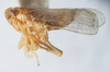 Habitus, lateral view on Delphacodes mesada Caldwell, 1951: (Observation).