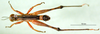 CollectionObject 1500965; e3b10e67-6071-4487-9fc2-043941d5a049, MfN BA000597S01: male, dorsal view (holotype). (CollectionObject).