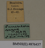 CollectionObject 1572982; f56a36d0-09a6-4d81-a24b-0f48382ce151: Copyright Natural History Museum, London. Labels from non-type (adult male) in BM(NH). (CollectionObject).