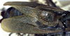 CollectionObject 1517156; 9b3ff6ea-0d34-49bd-8ac5-ea160238c945: male tegmina (holotype). (CollectionObject).