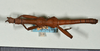 CollectionObject 1558650; 9797be6e-464a-49d2-a7db-81dc0838e1b4: copyright USNM, Washington. male (paratype). (CollectionObject).