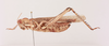 CollectionObject 2052372; 6b7bd0d1-5bad-4dc6-9c9c-84a670a7730e, NHMUK015982494: lateral view (paratype of Dericorys lazurescens). (CollectionObject).