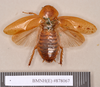 Epilampra substrigata Walker, 1868: Lectotype, female, dorsal. BMNH(E)#878067. (Otu).
