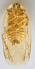 CollectionObject 1569182; b8076d55-03dc-4943-8302-291763f9dc93: Photo by Heidi Hopkins. Holotype, adult male, ventral habitus. (CollectionObject).