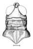 Dichroplus robustulus (Stål, 1878): Fig. 5. male head and pronotum, dorsal view. (Otu).