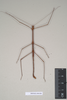 CollectionObject 1557825; 87f9a19e-e234-4e6b-b475-4fa501d1a9d7: copyright Natural History Museum, London. male of Chondrostethus woodfordi (syntype). (CollectionObject).;CollectionObject 1557826; 50d4ed4c-0940-4f37-b3fe-450e20f5d380: copyright Natural History Museum, London. male of Chondrostethus woodfordi (syntype). (CollectionObject).