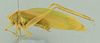 CollectionObject 1581205; 45c598eb-b24d-40e1-93dd-bbbe12cc7519: male habitus (holotype). (CollectionObject).