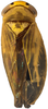 Habitus, dorsal view on Andanus tambopixunensis Pinedo-Escatel, Dietrich & Zahniser, 2022: holotype. (Observation).