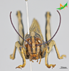CollectionObject 2280459; d30ee321-b6e3-47d8-98da-2cfbbfd788ea, Unioeste Cascavel K-1313: Male, frontal view. (CollectionObject).