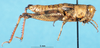CollectionObject 1507094; ff86fca0-f4d3-4838-ad91-8ddeb4fa7799: female, lateral view (holotype). (CollectionObject).
