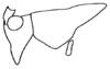 Decma (Idiodecma) birmanica (Bey-Bienko, 1971): Fig. 11. head and pronotum, lateral view. (Otu).