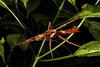 Heteropteryx Gray, 1835: copyright Ian Abercrombie. male of Heteropteryx dilatata [type species] in nature, 7 August 2009. (Otu).