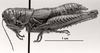 CollectionObject 1523988; 9f9cf9cc-05f4-4f94-90f0-f620e63a4fcb: Image C.S. Carbonell. female, lateral view (holotype). (CollectionObject).