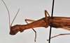 CollectionObject 1559851; a19eb260-1d37-40ef-b547-e1b1d39f104b: copyright NTUC. female: head and thorax, lateral view (syntype). (CollectionObject).;CollectionObject 1559852; 4f342293-8e32-43c8-aabd-67b5d43b4610: copyright NTUC. female: head and thorax, lateral view (syntype). (CollectionObject).;CollectionObject 1559853; 0624c8e5-f118-4578-a4ab-ef2df37cb695: copyright NTUC. female: head and thorax, lateral view (syntype). (CollectionObject).