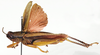 Parapropacris rhodoptera (Uvarov, 1923): dorso-lateral view. (Otu).