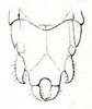 Pantecphylus (Pantecphylus) cerambycinus Karsch, 1891: Pl. III, Fig. 11 b. male abdomen tip, ventral view (?). (Otu).