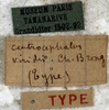 CollectionObject 1539572; f8772052-5264-43df-a74f-4375e2497bf9: labels (holotype). (CollectionObject).