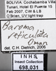 Other: !! display not done !! on Baroma reticulata Oman, 1938: Labels. (Observation).