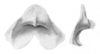 Ceuthophilus (Geotettix) elegans Hubbell, 1934: Figs. 78-78a. epiphallus. (Otu).