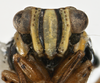 Head: !! display not done !! on Nenema bivittatum (Ball, 1902): (Observation).
