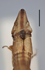 Habitus, dorsal view on Drakensbergena fuscovittata Linnavuori, 1961: (Observation).